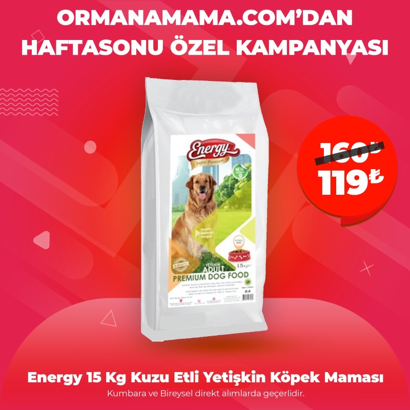 Energy 15 Kg Kuzu Etli Yetişkin Köpek Maması